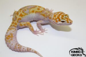 86. White&Yellow Mack Snow Tremper Albino het. Raptor 33% het. Diablo Blanco