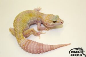 88. White&Yellow Hypo Mack Snow Tremper Albino 50% het. Diablo Blanco