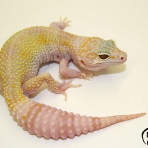 88. White&Yellow Hypo Mack Snow Tremper Albino 50% het. Diablo Blanco