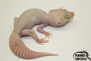 93. White&Yellow Super Snow Albino 50% het. Diablo Blanco