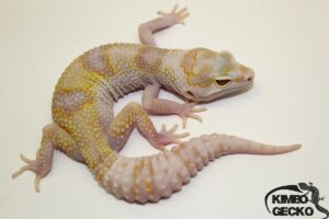 110. White&Yellow Mack Snow Tremper Albino 66% het. Raptor 50% het. Diablo Blanco